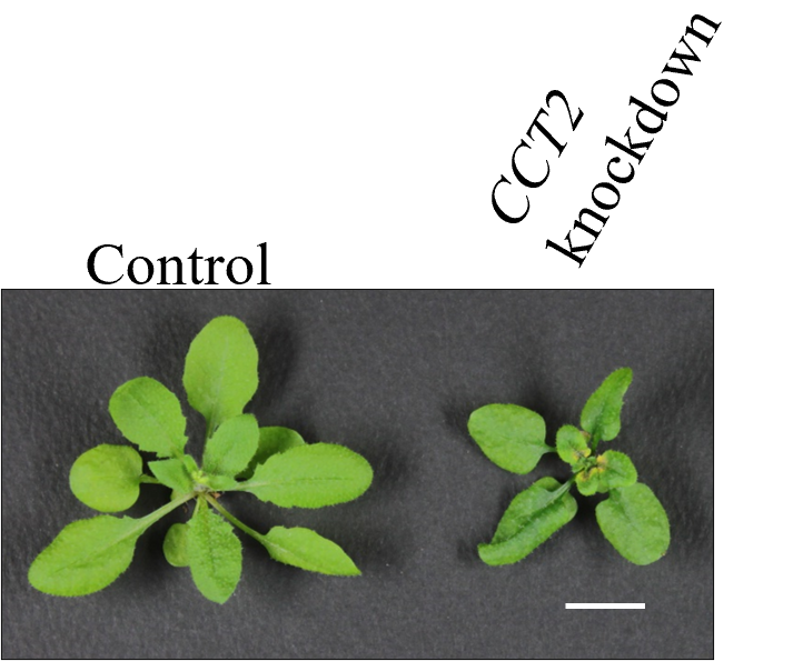 Photo of 2 plants, one labelled control and the other, smaller, labelled CCT2 knockdown