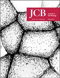 Goryachev-Journal-of-cell-biology-cortical-Cover
