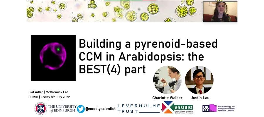 McCormick-Arabidopsis-Slide