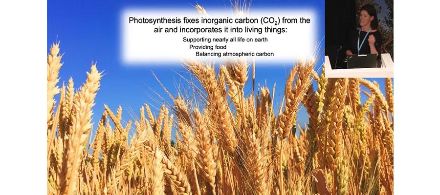 McCormick-Photosynthesis-Slide