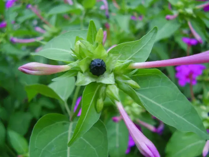 Picture of the bud, flower, and fruit of Mirabilis jalapa. (Image credit: WikiCommons)