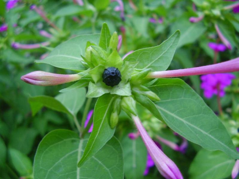 Picture of the bud, flower, and fruit of Mirabilis jalapa. (Image credit: WikiCommons)