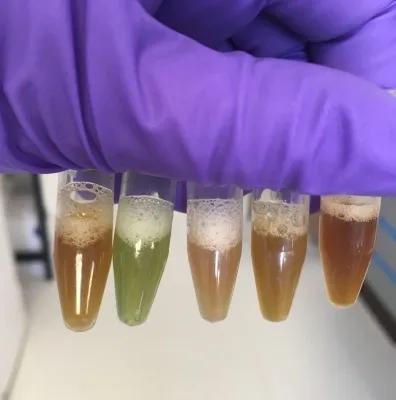 Photo of a hand with purple glove holding test tubes with different coloured water