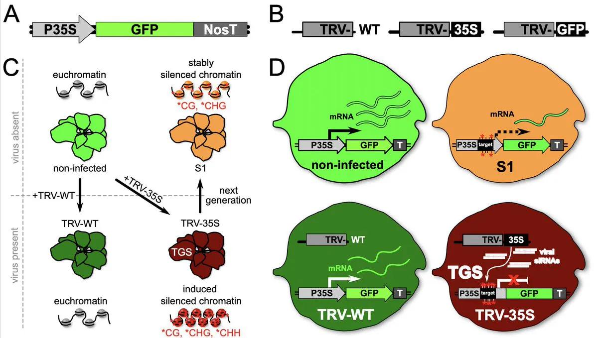 Molnar-DNA-methylation