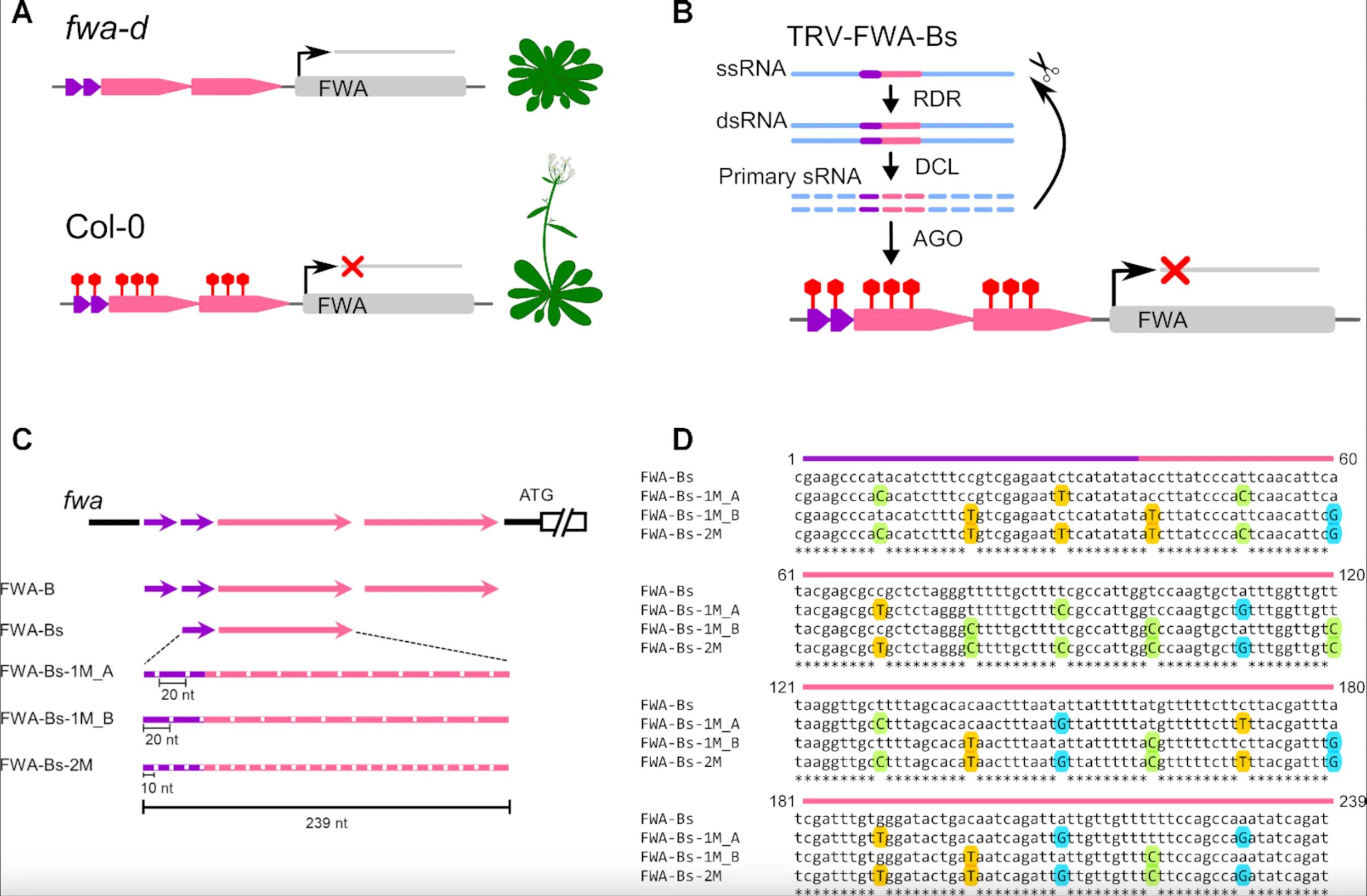 Molnar-Gene-Editing-Slide