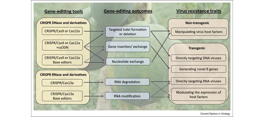 Molnar-Gene-Editing-Slide