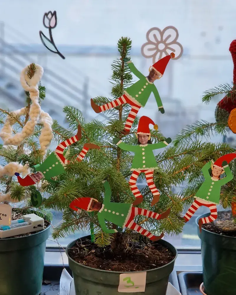 Molnar-Xmas2