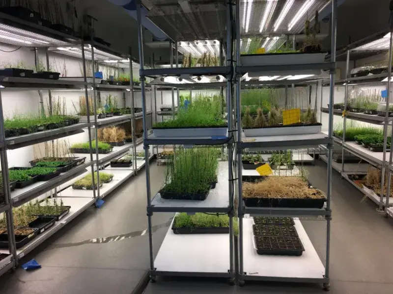 Molnar-plant