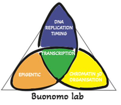 Buonomo lab symbol, 3 ovals intersect, blue with the words DNA replication timing, orange with the word epigenetic, and yellow with chromatin 3d organiisation, the intersection in green has the word trabscription