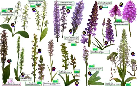 Orchid species grouped into one image plate 