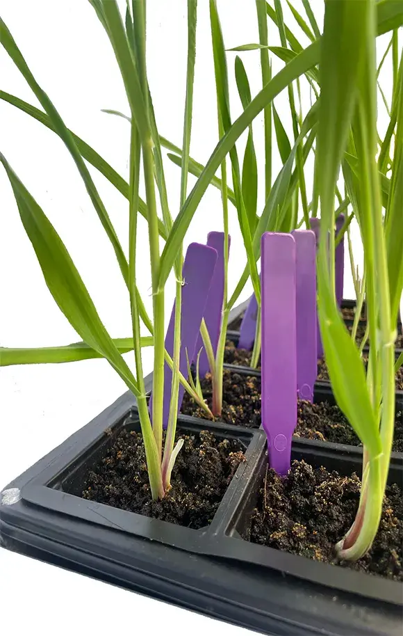 Plant-Lab-Barley-SidePannel