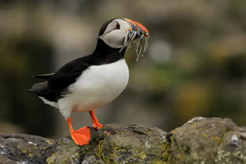 Photo of a puffin stood on a rock with fish in its beak
