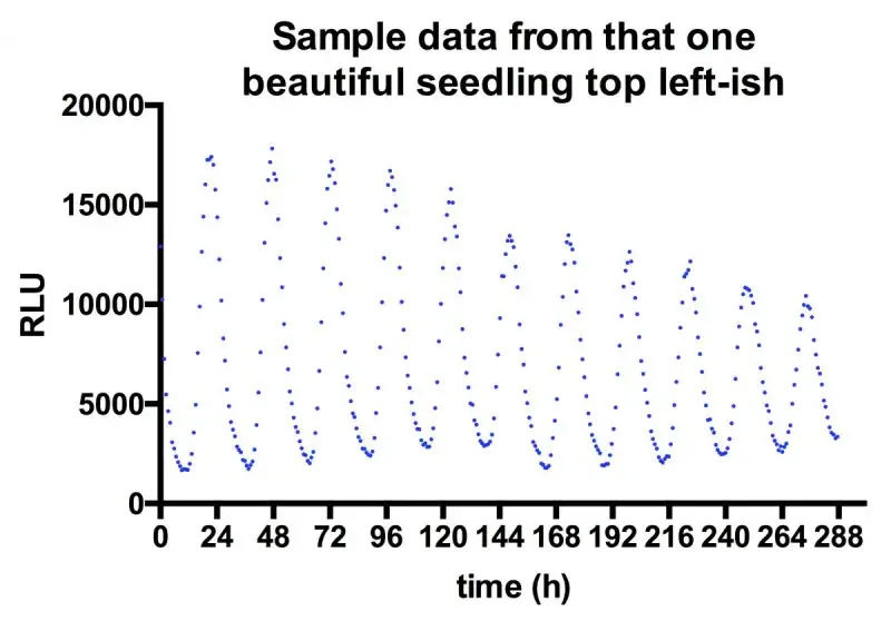 Graphic of sample seed data from one of the seedlings in the video "Luminescent marker gene expression". Showing time at the bottom (h) and RLU on the left (in thousands).
