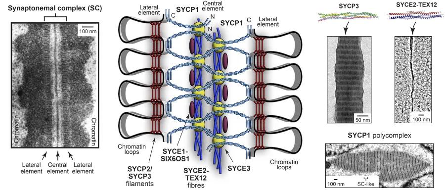 Figure showing an EM and cartoon depiction of a synaptonemal complex