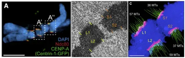 LM and EM images of Kinetochores