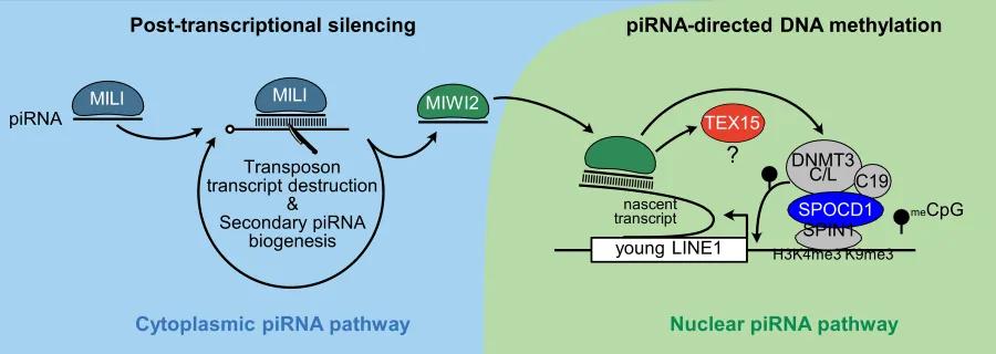 The embryonic piRNA pathway