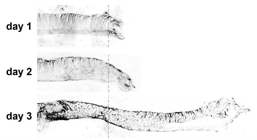 Axolotl tail regeneration 