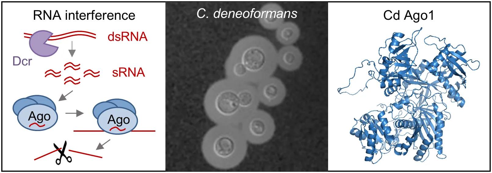 RNAi in Cryptococcus deneoformans