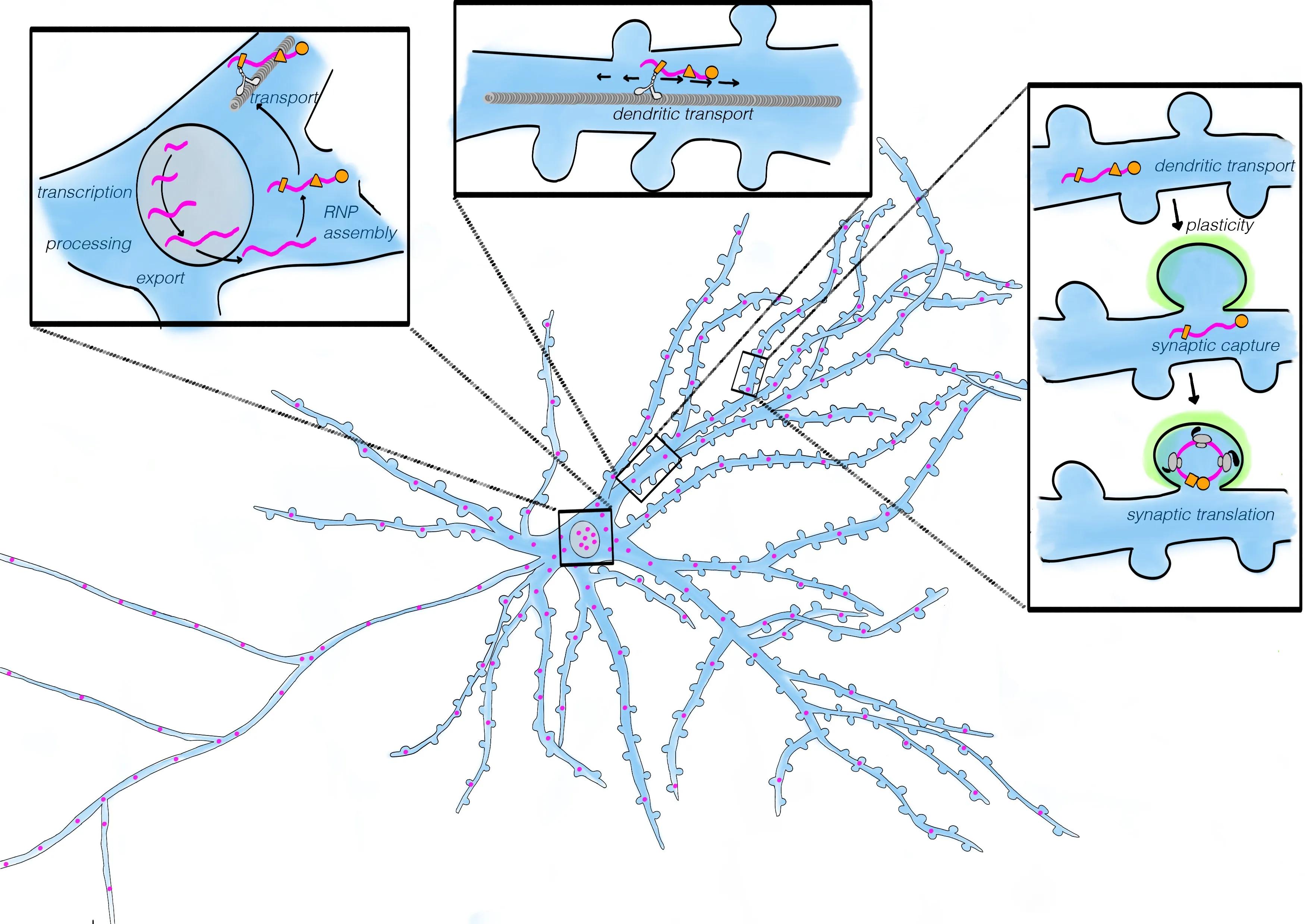 cartoon diagram outlining mRNA transport and synaptic capture in dendrites