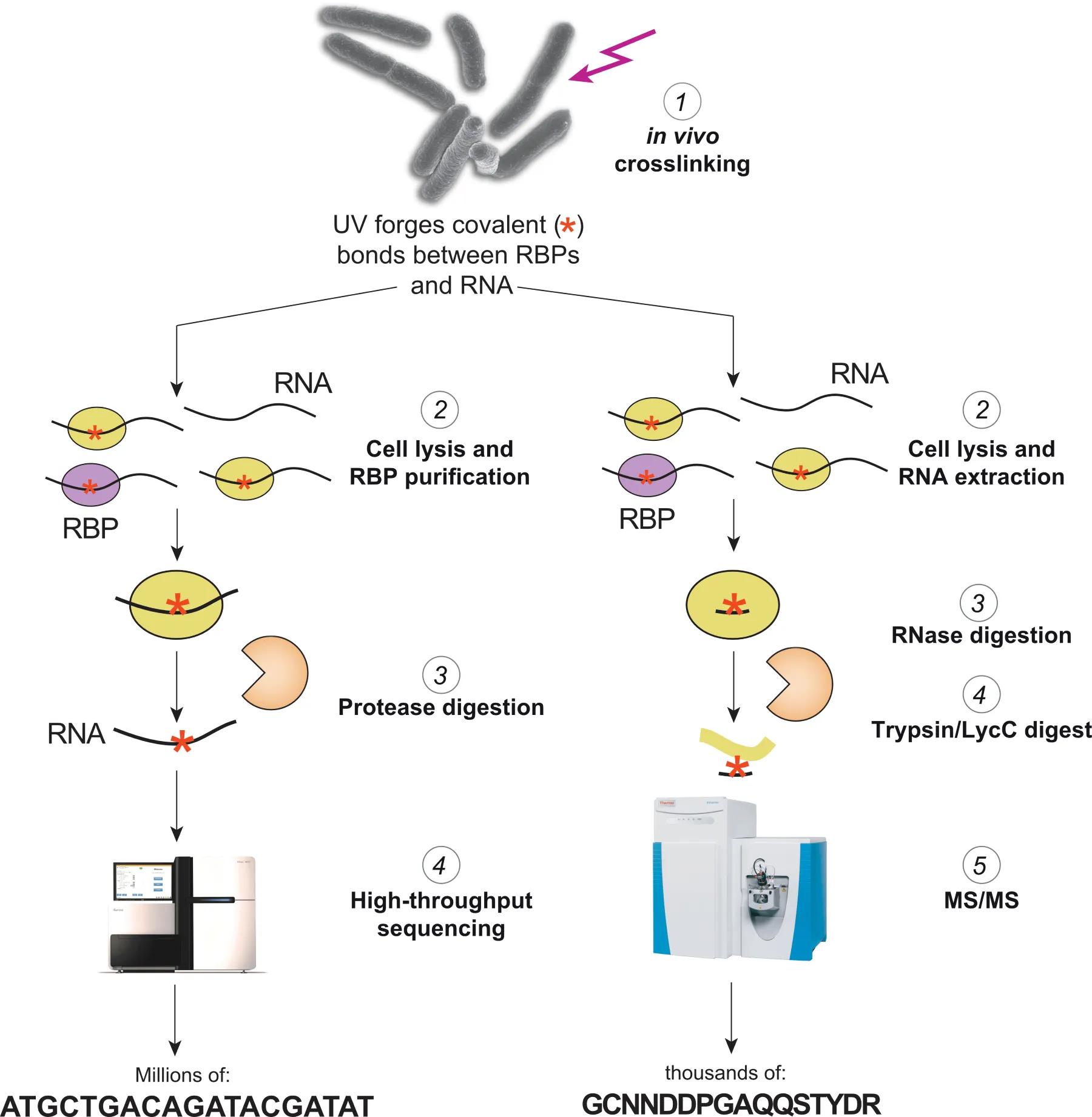 Diagram of CRAC RBPome process 