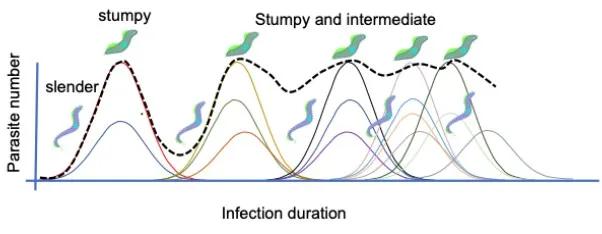 Infection dynamics of Africna trypanosome sin their mammalian host.