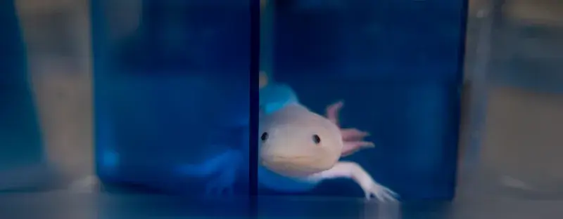 Axolotl