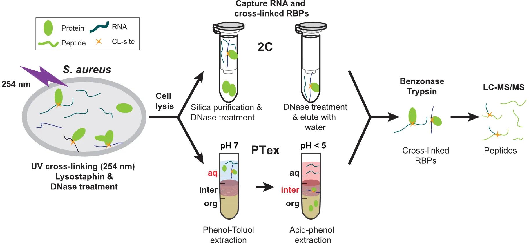 RBPome — RNA-binding proteome 2C and PTEx RNA-binding proteome methods routinely used by the Granneman lab to unearth RNA-binding proteins in MRSA