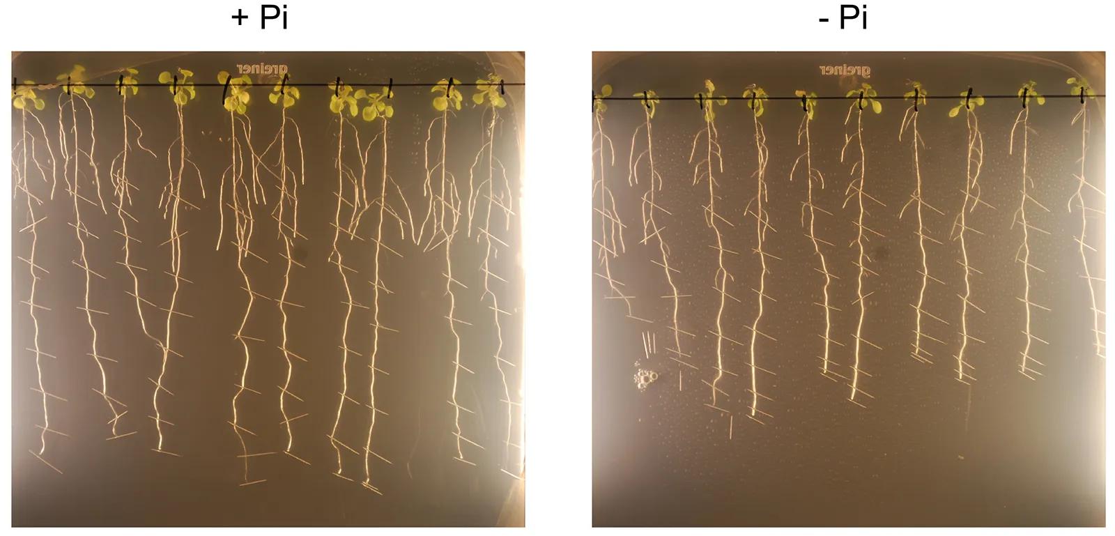 Image caption description describes image