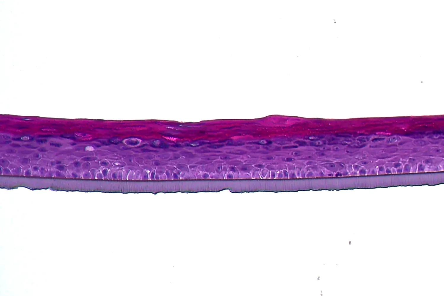 Image of a section of an epidermal organoid derived from a human immortalised keratinocyte cell line, displaying clear stratification.