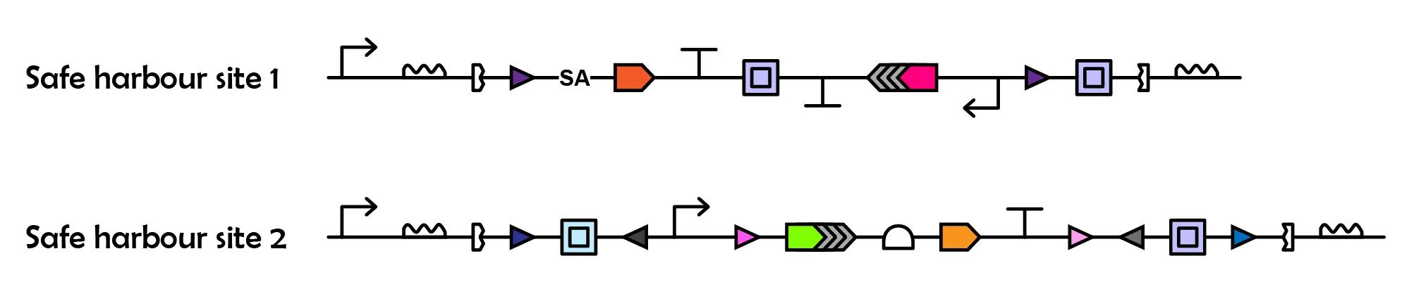 Graphic depiction of two DNA elements in different genomic regions.