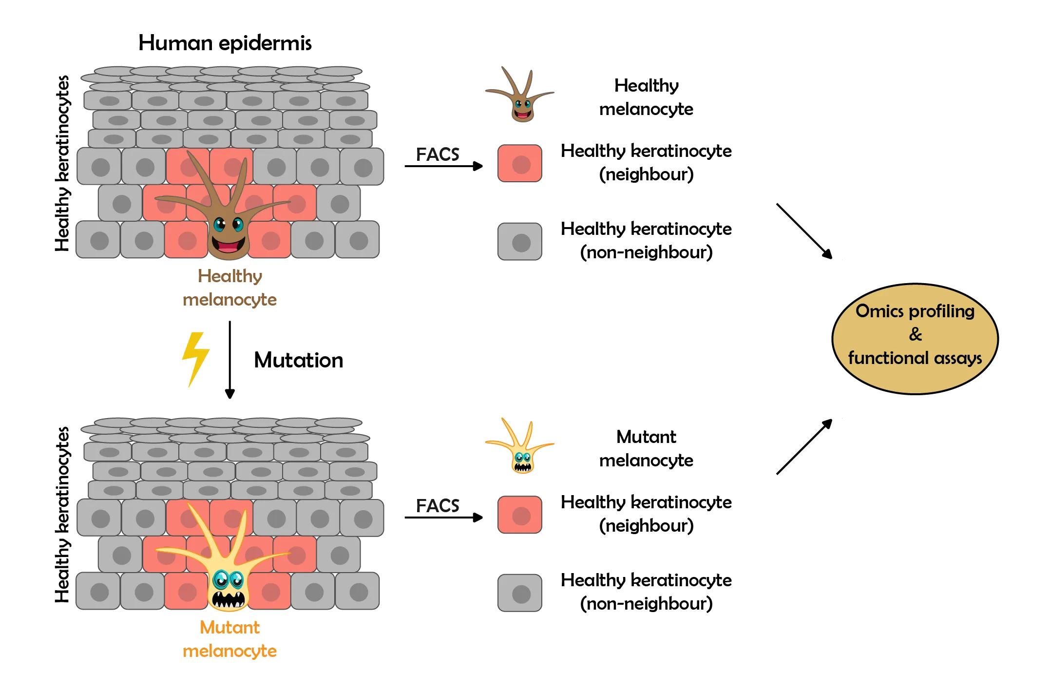 Diagram illustrating the workflow to characterise skin neighbourhoods using neighbour-labelling technology. 3D organoids containing healthy melanocytes and keratinocytes can be separated by flow cytometry into healthy melanocytes, keratinocyte neighbours, and keratinocyte non-neighbours. The same can be done in 3D organoids containing mutant melanocytes and healthy keratinocytes. All different types of cells can then be compared with 'omics technologies, or subjected to functional assays.