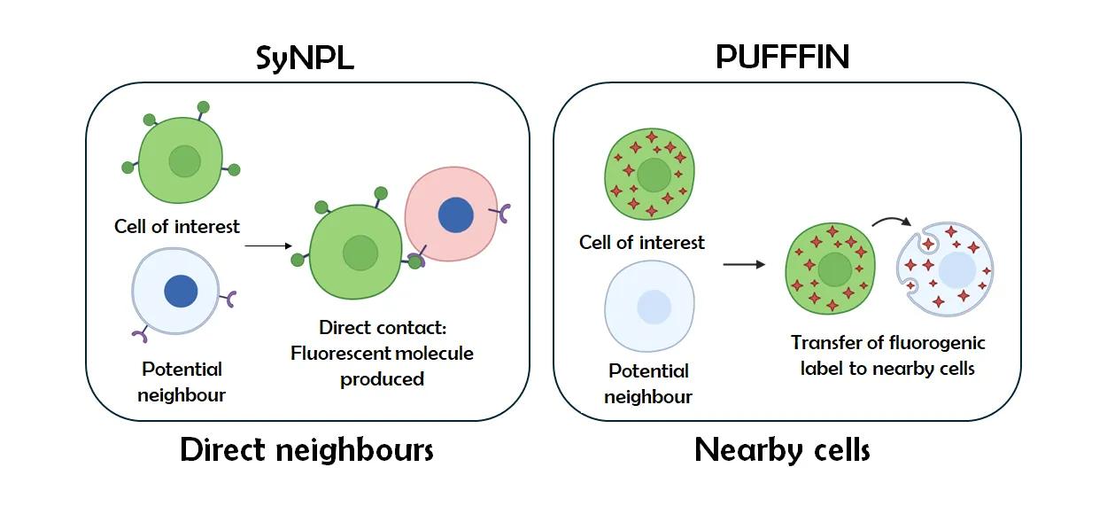 A diagram illustrating how SyNPL and PUFFFIN technologies work. In SyNPL, a synthetic ligand on a cell of interest activates a synthetic receptor on a cell in direct contact with it. This leads to expression of a fluorescent reporter in the neighbour of the cell of interest. In PUFFFIN, the cell of interest secretes a fluorogenic label that is uptaken by nearby cells.