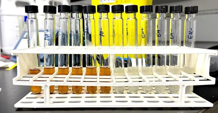 Microbial hydrogenation reaction