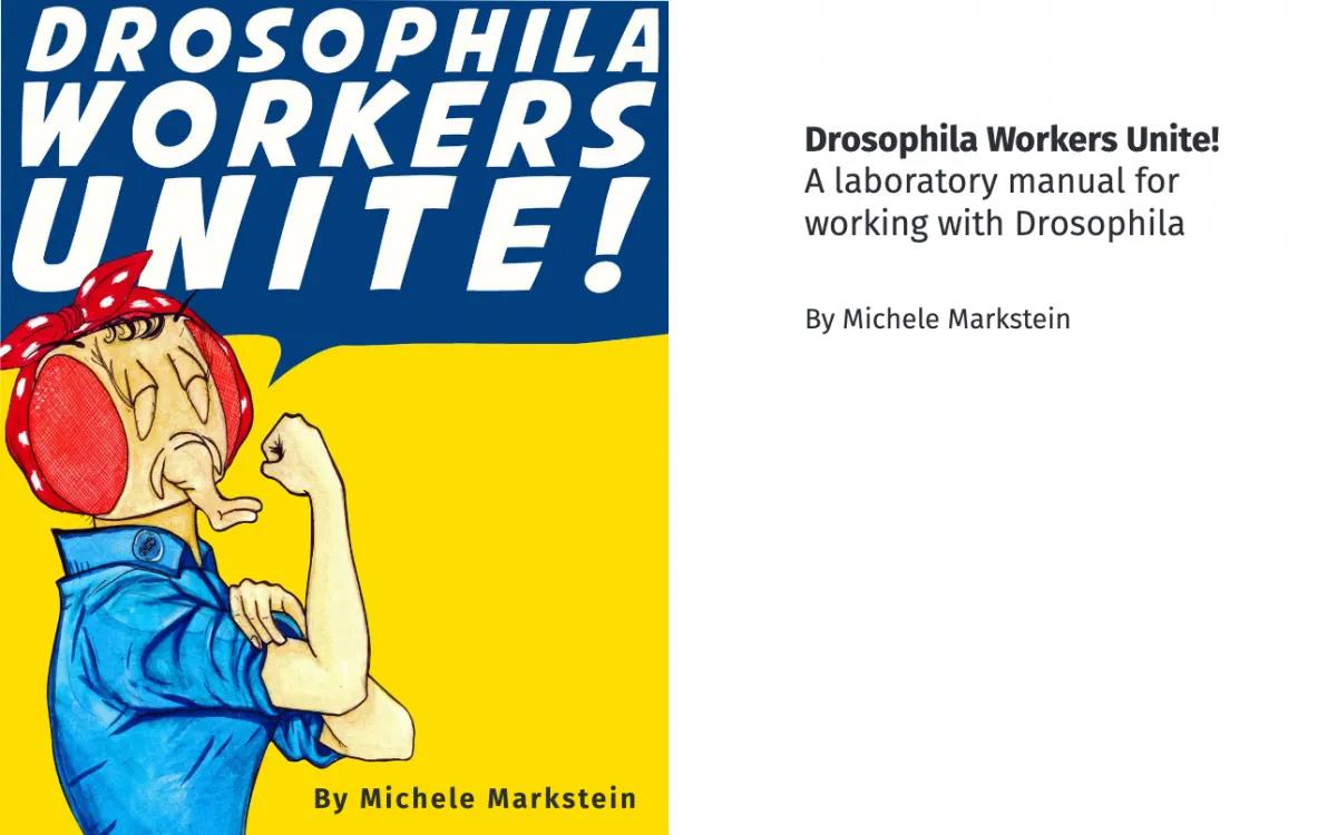 Cover image from "Drosophila Workers Unite", by Michele Markstein. A laboratory manual for working with Drosophila. The cover features a fruit fly in a blue shirt and red bandana, with arm raised to show bicep muscle,