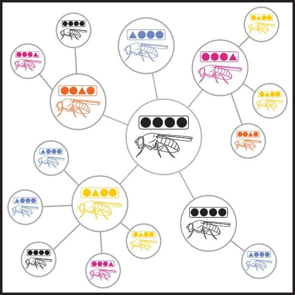 Graphic image of fruit flies in various colours with symbols above them in rectangular boxes. Each fruit fly is enclosed in a circle and the circles are all connected in a network diagram style.