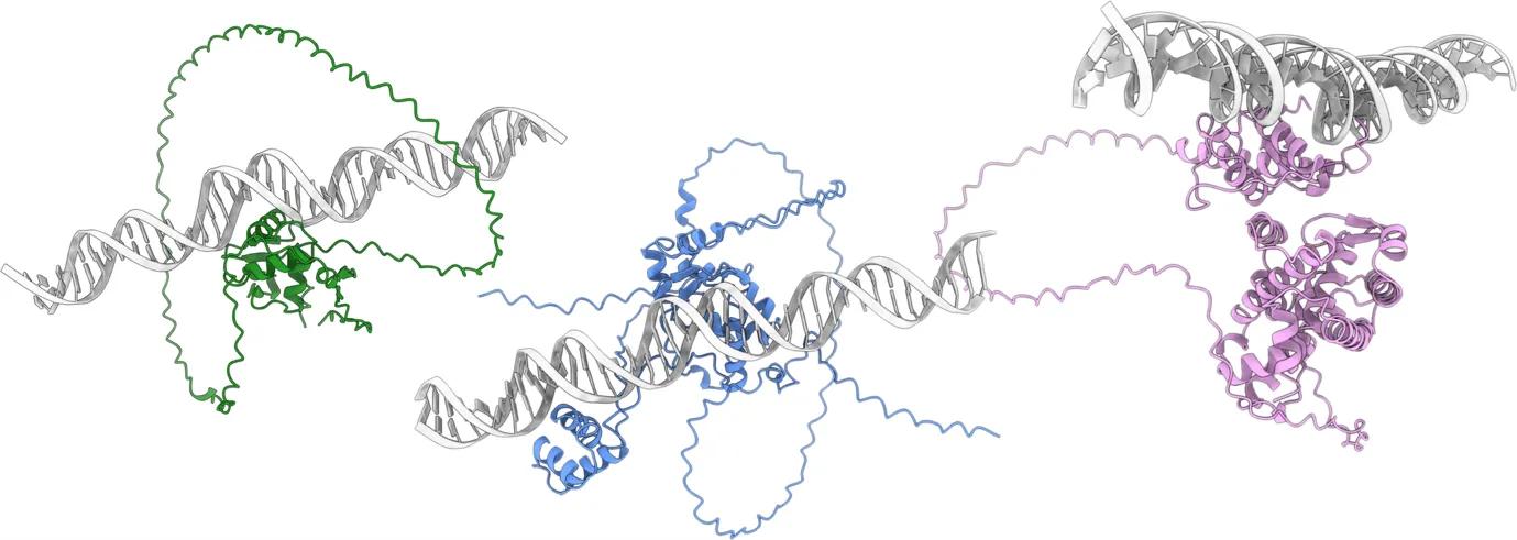 structure of proteins binding DNA