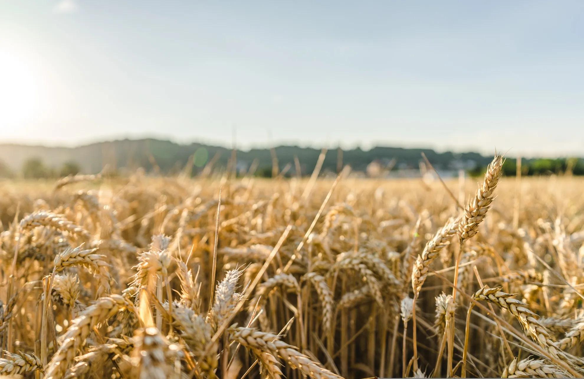 A field of wheat, symbolising the need for plant science education in order to ensure food availability for our species.