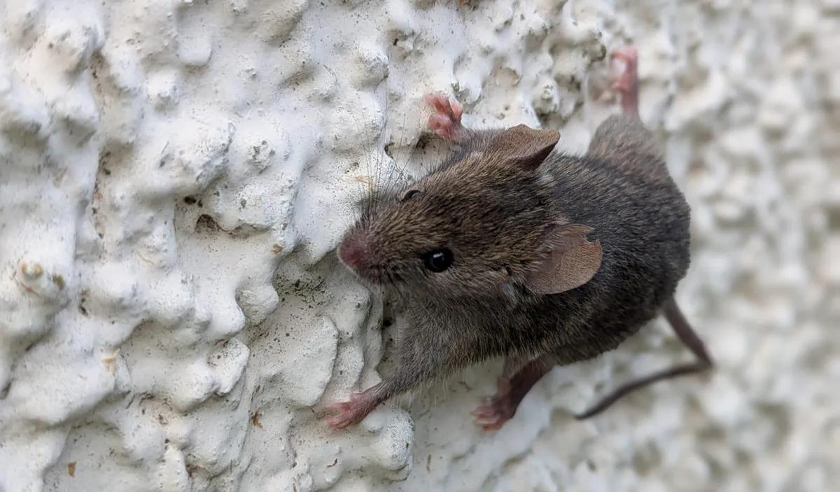 Close up photo of a wood mouse on a whitewashed wall