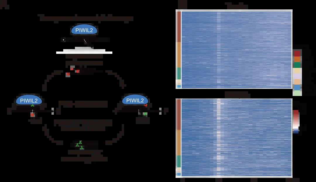 schematic of piRNA pathway