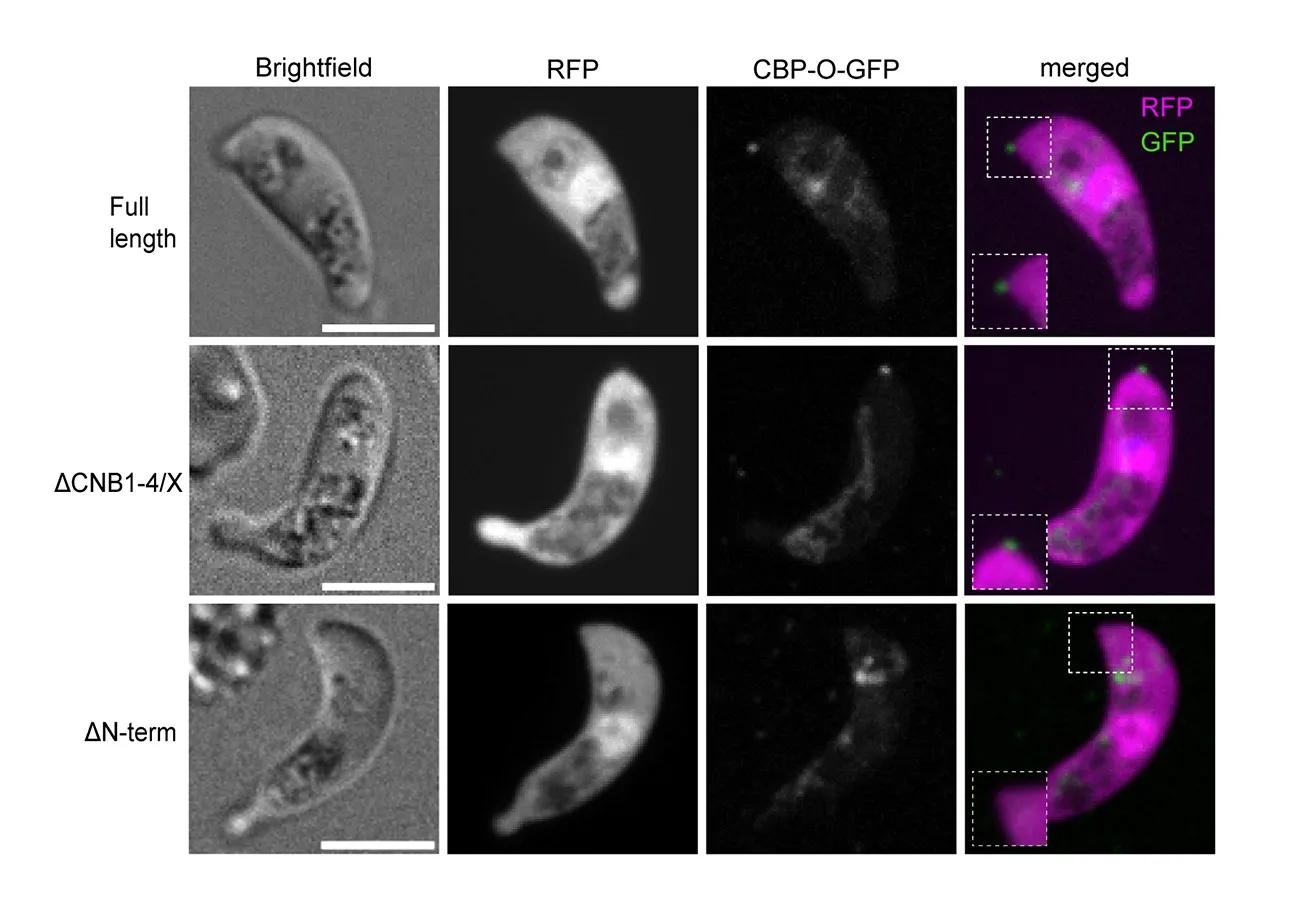 Nucleotide binding protein localisation in malaria parasite