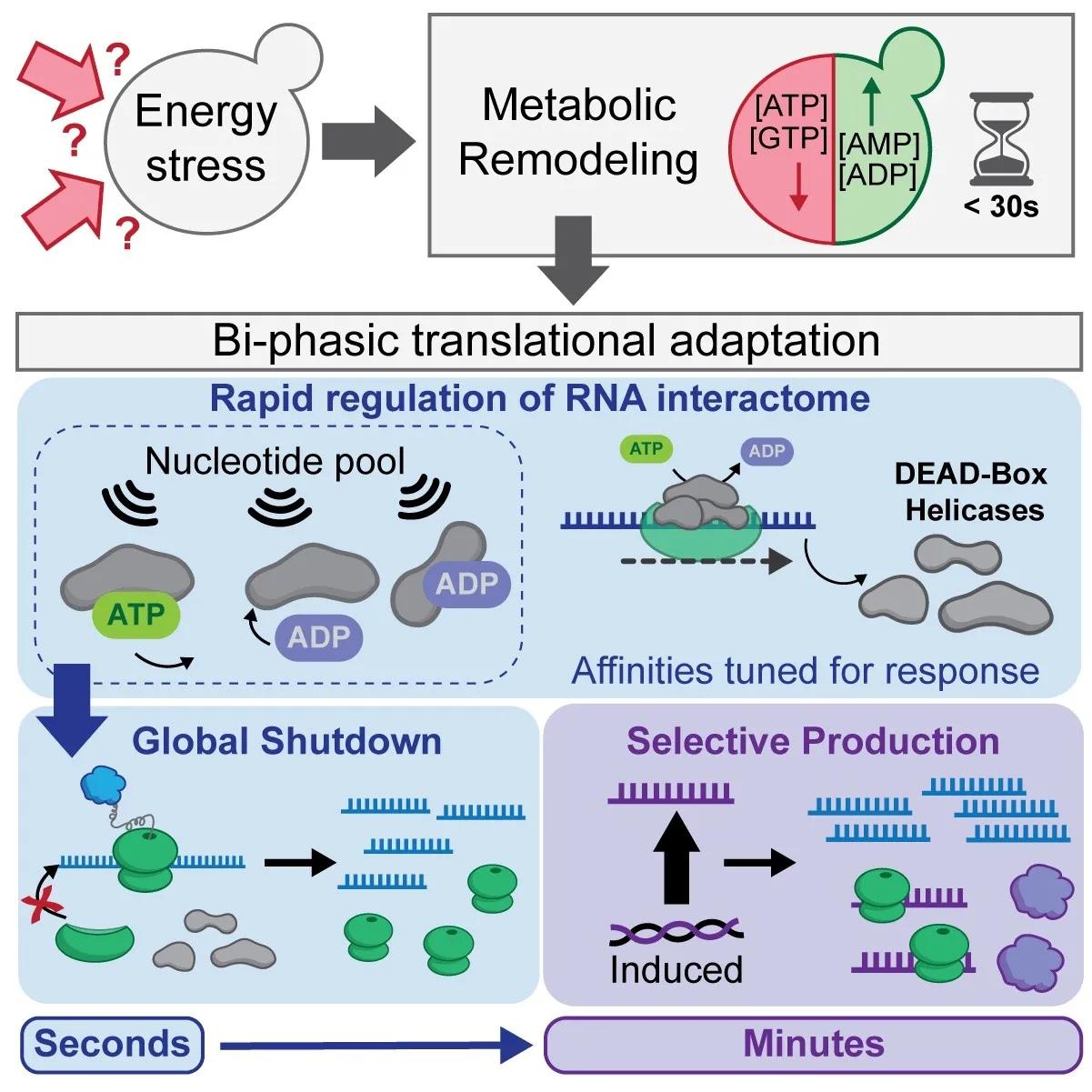 schematic of nucleosome modification during neuronal differantiation