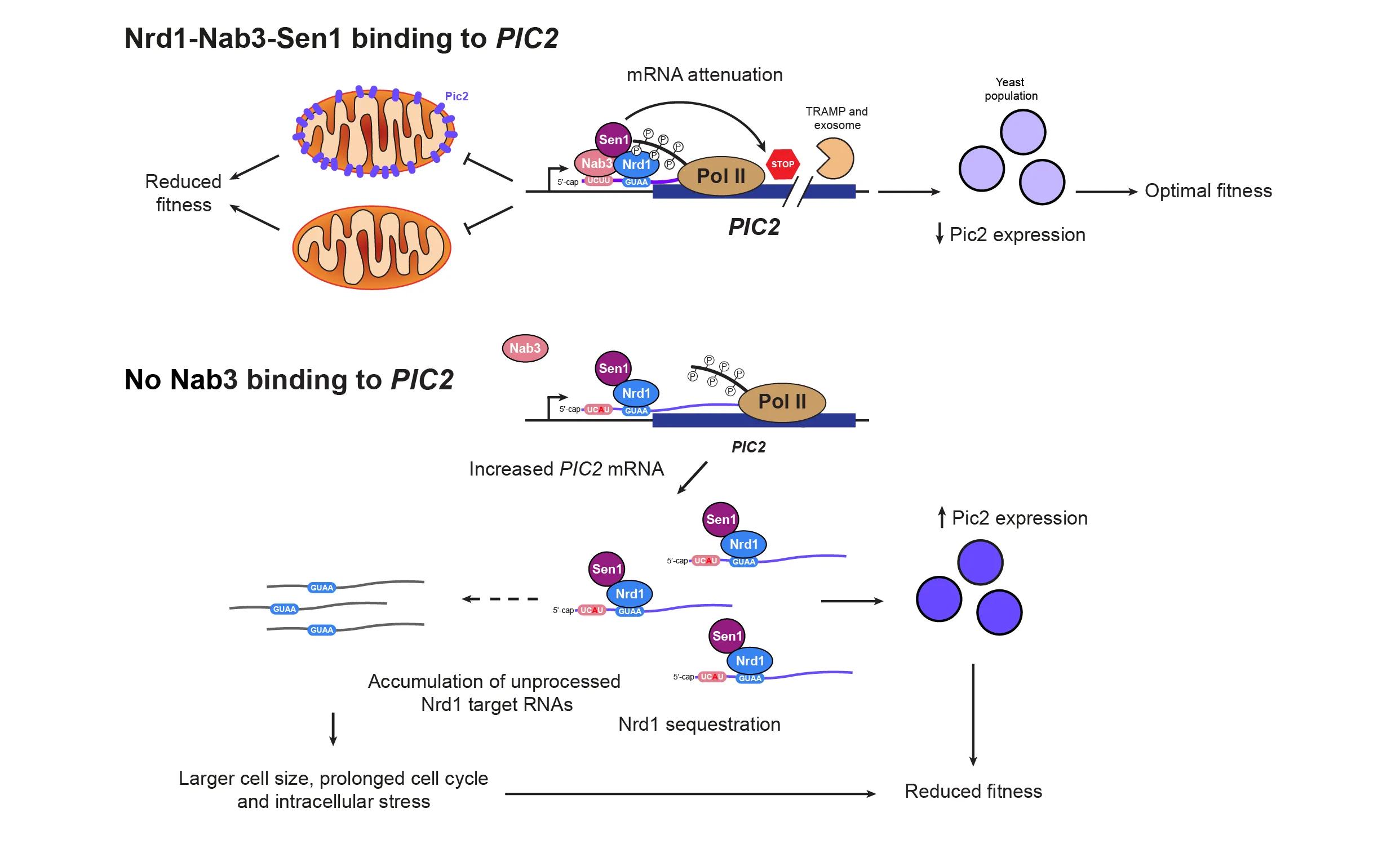 Schematic of the Nrd1-Nab3-Sen1 complex in PIC2 mRNA transcription