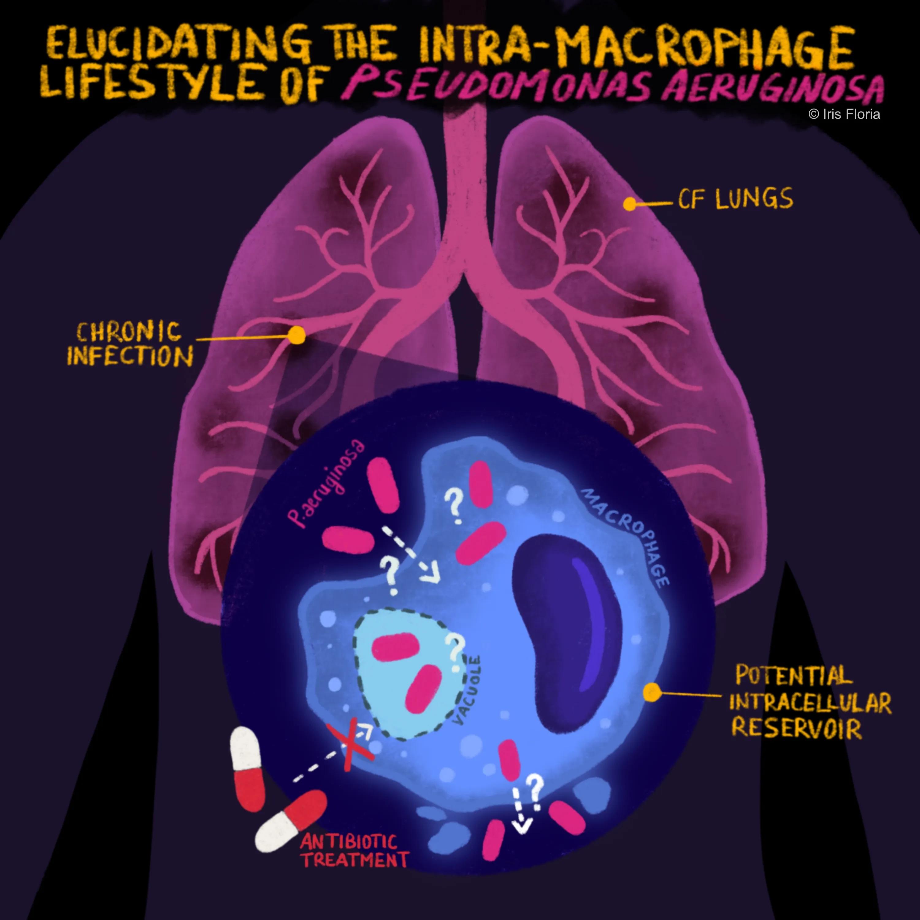 Graphical abstract