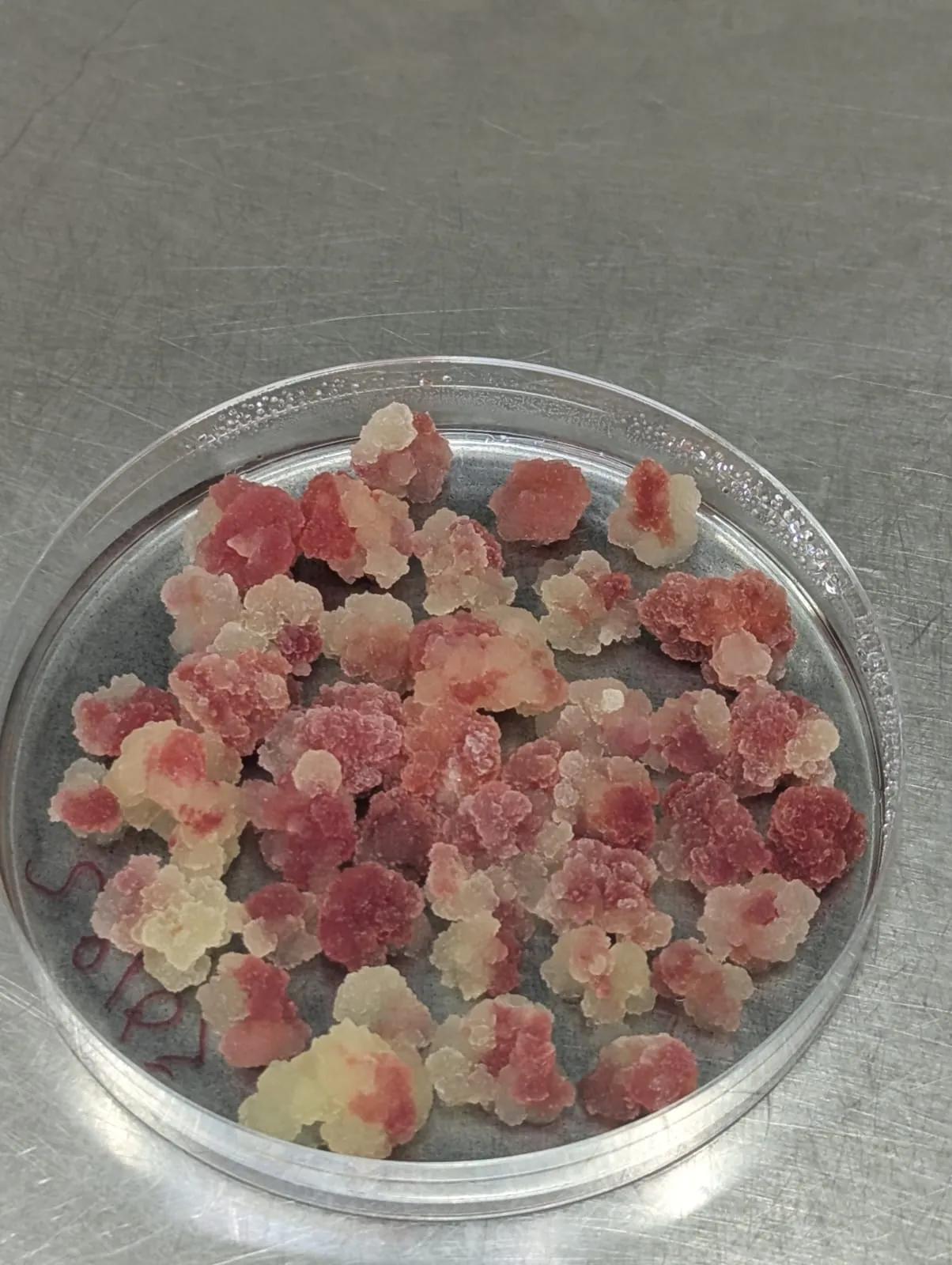 RUBY cells