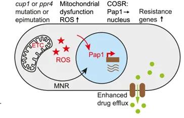 Diagram of the model for the mechanism of drug resistance by mutation or epimutation of cup1 or ppr4.