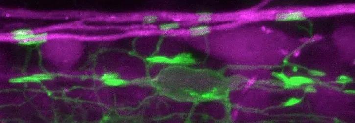 fluorescence image of Zebrafish axons