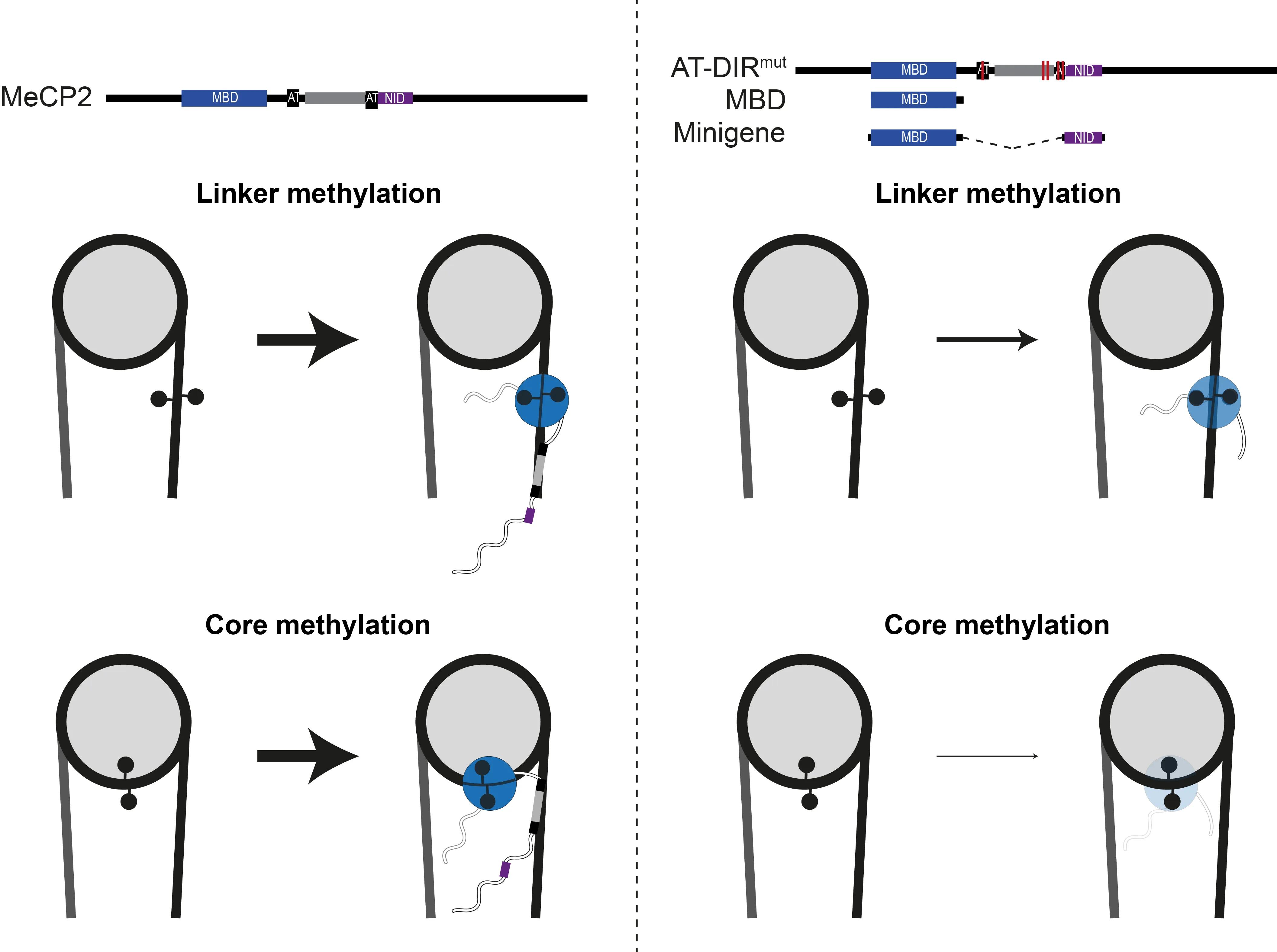 diagram showing the effect of MeCP2 mutants on methylation of linker and nucleosome bounds DNA