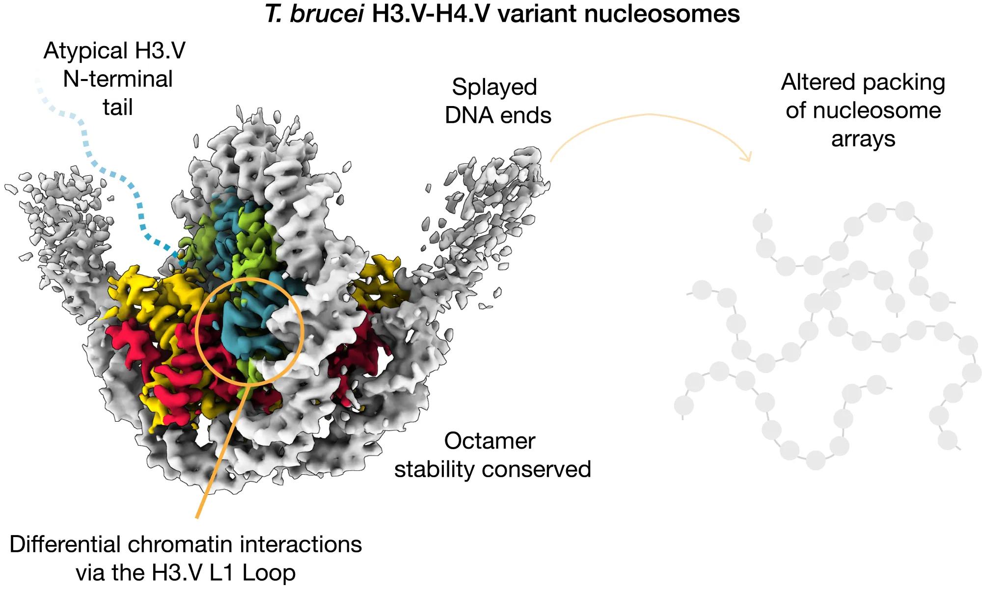 Structure of a trypanosome nucleosome
