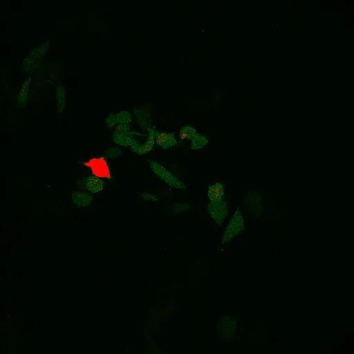 Sensitised Emission FRET