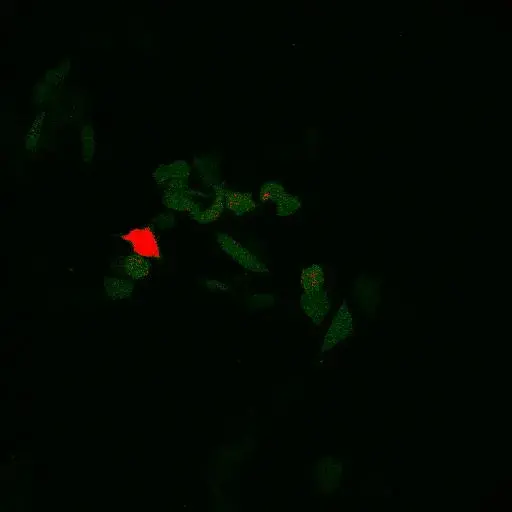 Sensitised Emission FRET